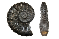 Dufrenoya Furcata
